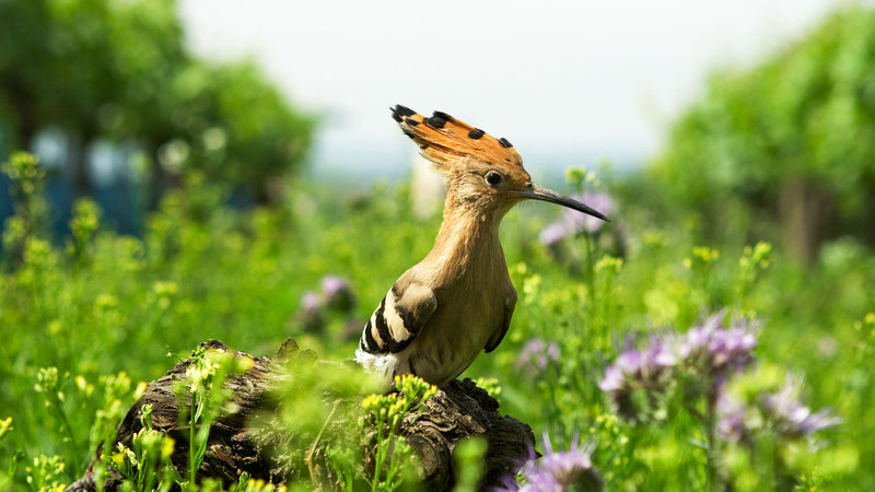 Die Rückkehr des Wiedehopfs – Bild: KUBEFILM