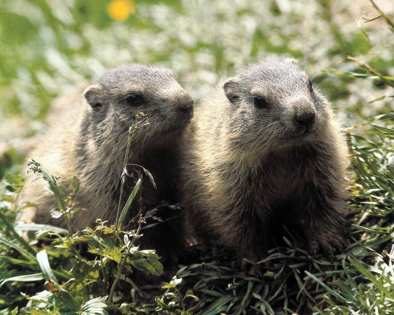 Murmeltiere leben in den Almen und Weiden der Gebirge. Hier bevorzugen sie die sonnigen Südhänge, um ihre weitläufigen Baue anzulegen. – Bild: BR
