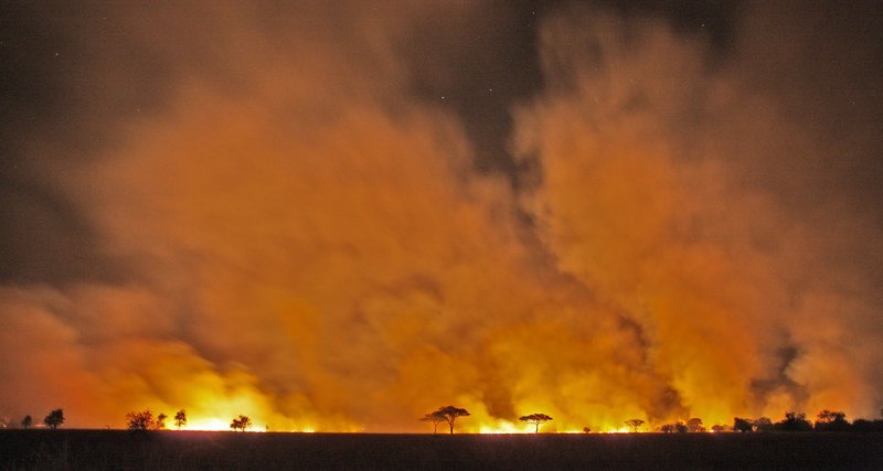 Buschbrände können die unterschiedlichsten Auslöser haben. Auch Wilderer setzen sie ein, um ihren Zugang zu einem Jagdgebiet zu verbessern. – Bild: Geo Television