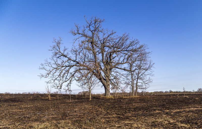 A large oak tree, although bare, still stands following a prairie fire – Bild: LESIK Aleksandr Odessa-2010 /​ Privat photo freelans ODESSA +380673287578, +380632412858
