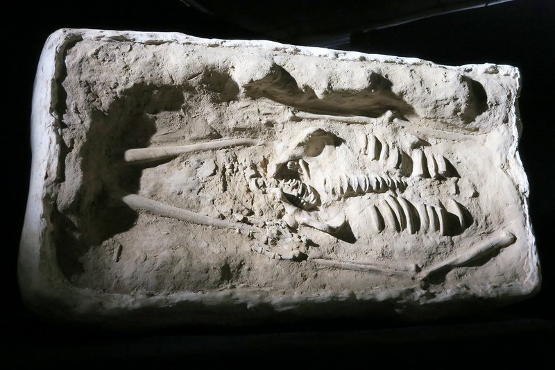 Die Nachricht von einem Skelettfund im spanischen Baskenland erschüttert die Wissenschaft. Gibt dieses Zehntausende Jahre alte Skelett nun Antwort auf die Frage nach dem Geheimnis unserer Herkunft? – Bild: ARTE /​ © Jacques Mitsch