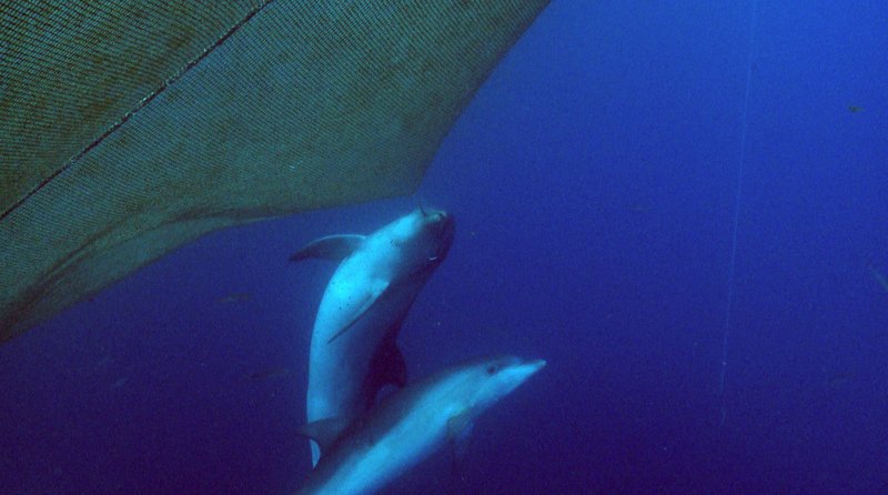 Delfine und Fischer sind Konkurrenten um die letzten Ressourcen des Mittelmeers. – Bild: ORF