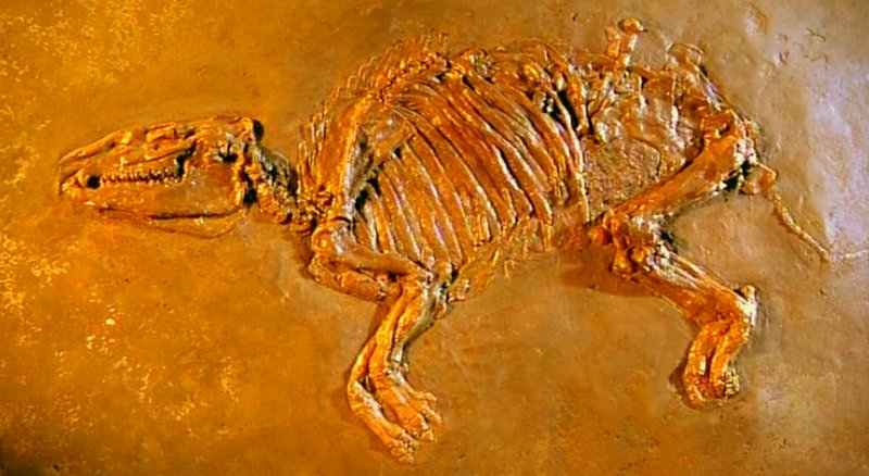 Das Propalaeotherium, auch Urpferdchen genannt, ist das bekannteste Aushängeschild der Grube Messel im Landkreis Darmstadt-Dieburg. Mehr als 70 sehr gut erhaltener Exemplare wurden im Ölschiefer der Grube gefunden. 1995 wurde sie in die Liste des Weltnaturerbes der UNESCO aufgenommen. – Bild: HR