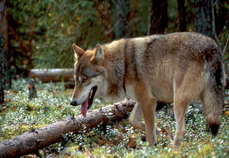 Bären und Wölfe (im Bild) sind die einzigen natürlichen Feinde der Wisente. Sie haben es besonders auf die noch wehrlosen Kälber abgesehen. – Bild: NDR/NDR/Blue Paw Artists Bären und Wölfe (im Bild) sind die einzigen natürlichen Feinde der Wisente. Sie haben es besonders auf die noch wehrlosen Kälber abgesehen. – Bild: NDR/NDR/Blue Paw Artists