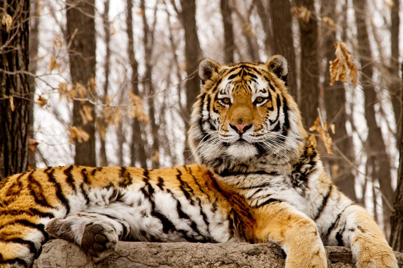 Raised in captivity this adult male tiger is seen lying on a man made look out. As in the wild he uses this high point to sit and watch across his territory. In the wild he would use cliffs, even large trees and hill tops. – Bild: SERVUS TV /​ Joe Loncraine /​ Mike Birkhead Associates