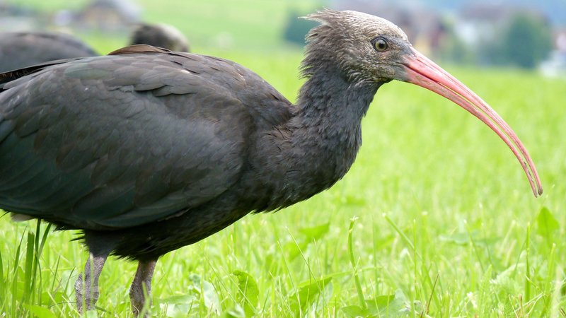 Der Waldrapp - Punkvogel aus den Alpen – Bild: GEO Television /​ MedienKontor