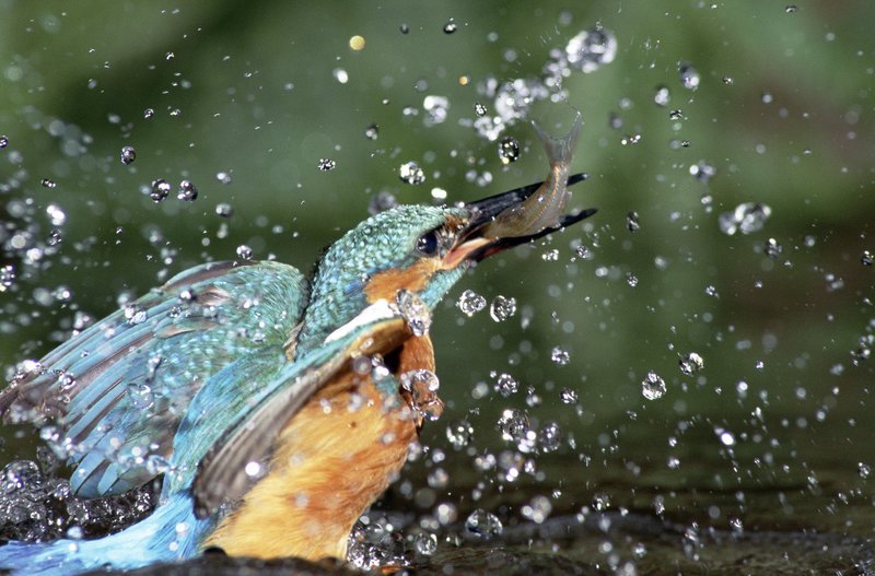 Eisvogel taucht nach erfolgreichem Fang wieder aus dem Wasser auf. – Bild: BR/MDR/Cees van Kempen Eisvogel taucht nach erfolgreichem Fang wieder aus dem Wasser auf. – Bild: BR/MDR/Cees van Kempen