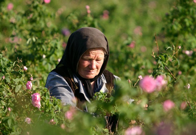 Das Tal von Kasanlak ist berühmt für seinen Rosenanbau. Etwa drei Kilo Blüten ergeben ein Gramm des wertvollen Rosenöls. – Bild: NDR/Dr. Ernst Sasse Das Tal von Kasanlak ist berühmt für seinen Rosenanbau. Etwa drei Kilo Blüten ergeben ein Gramm des wertvollen Rosenöls. – Bild: NDR/Dr. Ernst Sasse