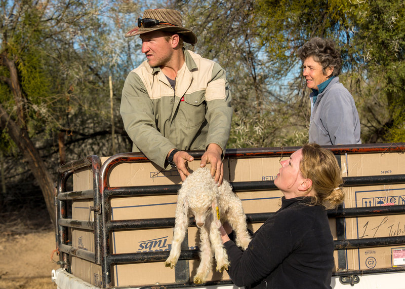 Mohair - Das Garn der guten Hoffnung – Bild: ORF