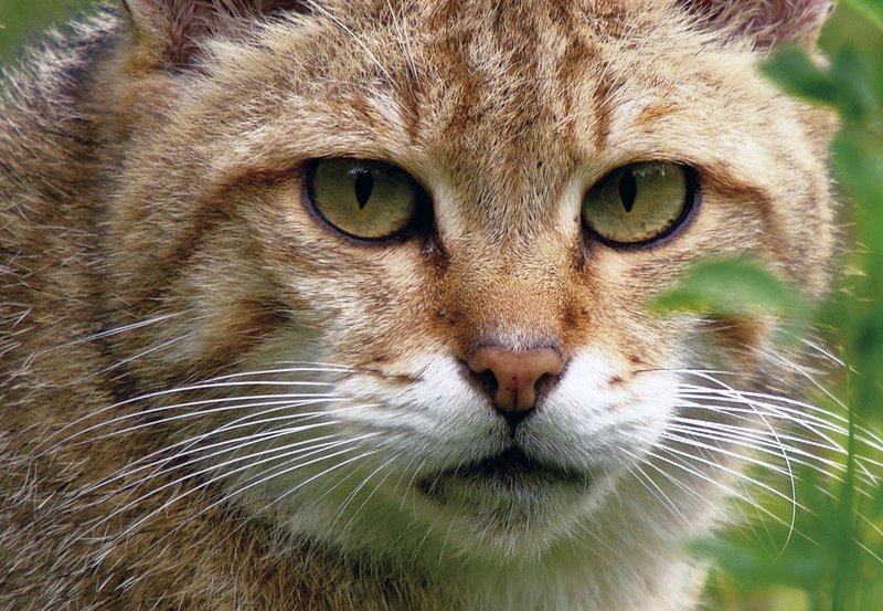 hr-fernsehen WILDKATZEN – VERSTECKT IN DEUTSCHLANDS WÄLDERN, Ein Film von Annette Scheurich, am Mittwoch (13.02.13) um 15:15 Uhr.
Ungezähmt: Wildkatzen sind äußerst scheu und selten – in Deutschland wurden sie einst fast bis zur Ausrottung gejagt. – Bild: HR/NDR/NDR Naturfilm/Klaus Scheurich hr-fernsehen WILDKATZEN – VERSTECKT IN DEUTSCHLANDS WÄLDERN, Ein Film von Annette Scheurich, am Mittwoch (13.02.13) um 15:15 Uhr.
Ungezähmt: Wildkatzen sind äußerst scheu und selten – in Deutschland wurden sie einst fast bis zur Ausrottung gejagt. – Bild: HR/NDR/NDR Naturfilm/Klaus Scheurich
