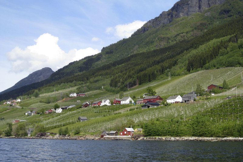 Blick vom Sorfjord auf die Obstplantagen der Familie Lutro. – Bild: NDR/Claudia Buckenmaier Blick vom Sorfjord auf die Obstplantagen der Familie Lutro. – Bild: NDR/Claudia Buckenmaier