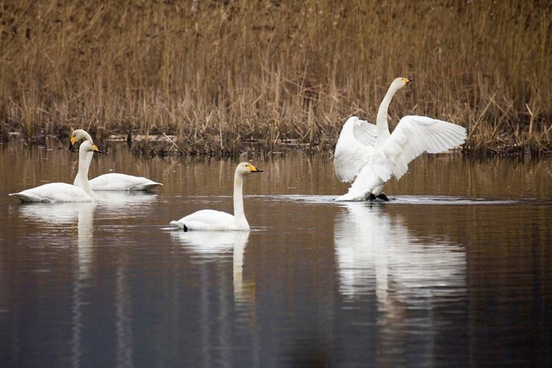 Vodlozero Nationalpark – Bild: MDR/​NDR/​Altayfilm/​Axel Gebauer