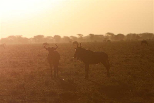 – Bild: National Geographic Wild – Bild: National Geographic Wild