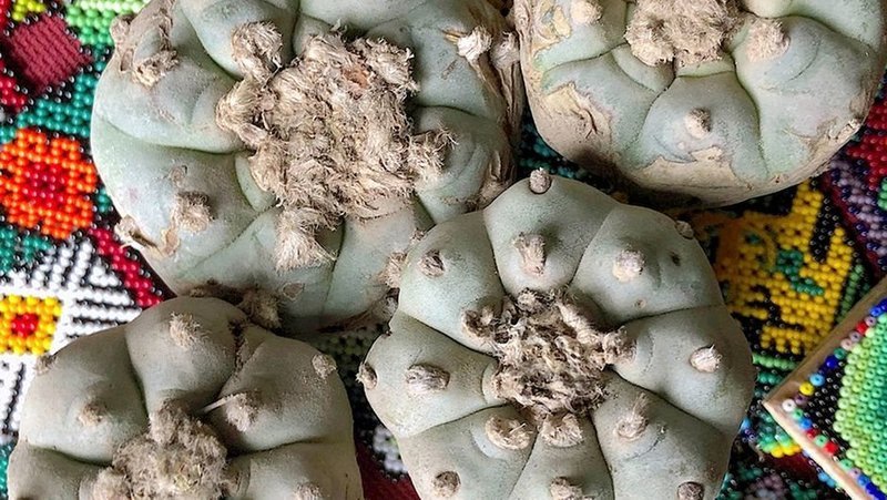 Einmal im Jahr pilgern die Huicholes in ihr heiliges Land, um dort Peyote zu suchen, eine Kaktuspflanze mit berauschender Wirkung. – Bild: /​ © Cordula Kablitz-Post