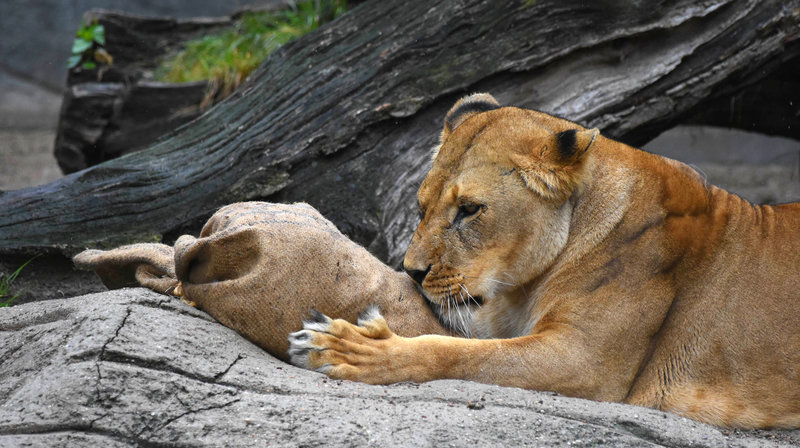 Seebär Leopard Und Co Seebär Leopard Und Co