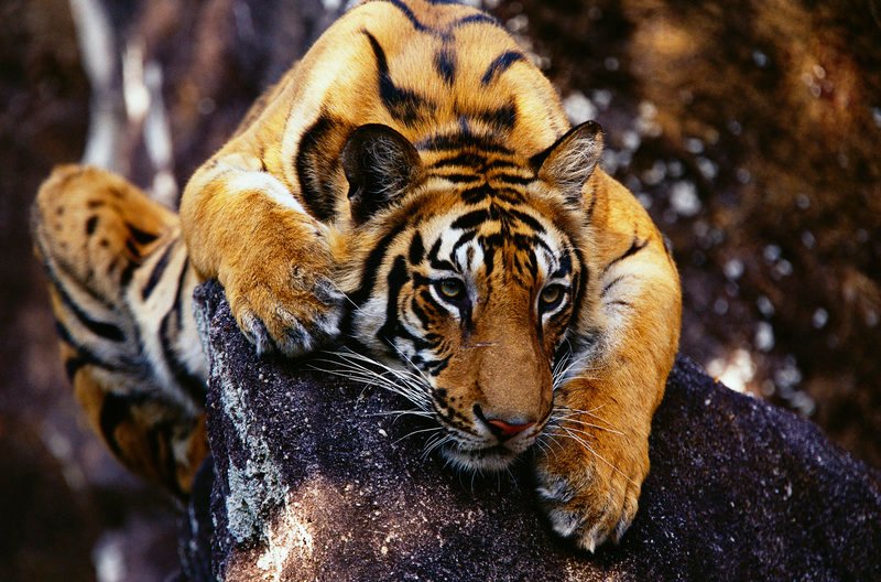 Madhya Pradesh, India --- A twenty-month-old male tiger cub lying on rock in the Amba Nala section of Bandhavgarh National Park. The wildlife refuge is known for having the highest density tiger population in India. --- Image by © Theo Allofs/​CORBIS – Bild: Copyright: Discovery Communications, Inc. For Show Promotion Only