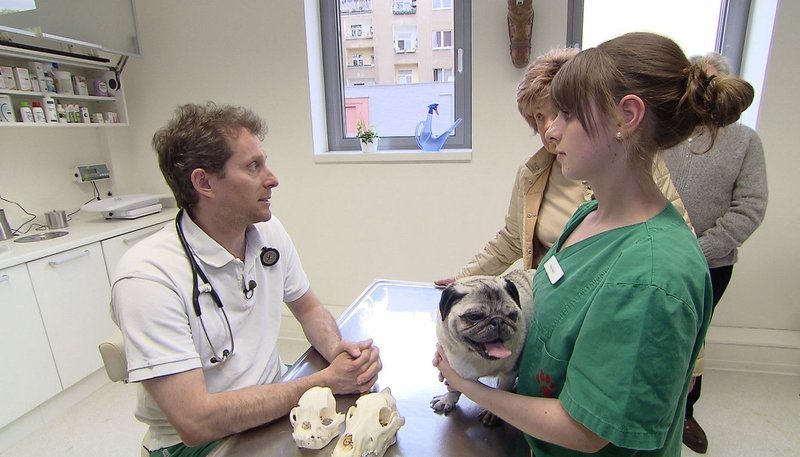 WDR Fernsehen REINE RASSE, VOLLE KASSE – DAS GESCHÄFT MIT DER QUALZUCHT, „aus der Reihe „die story““, am Montag (02.12.13) um 22:00 Uhr.
Tierarzt Dr. Ralf Unna (l): Jede Woche eine Nasen-OP bei Mops und anderen kurznasigen Rassen. – Bild: WDR/​Hampl+Hampl Bewegte Bilder GmbH