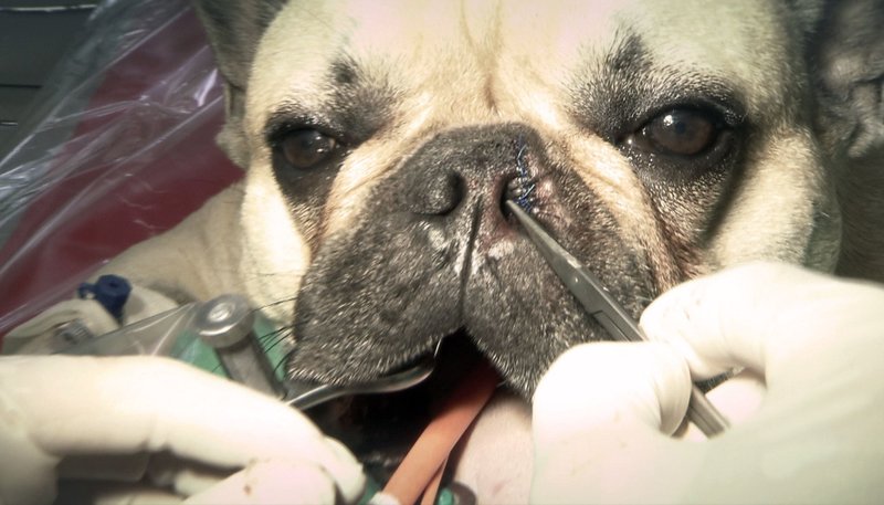 Reine Rasse, volle Kasse – Bild: WDR/​Hampl+Hampl Bewegte Bilder GmbH