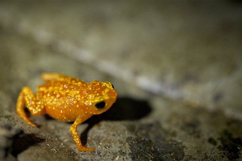 Einer der hoch spezialisierten Regenwaldbewohner im Naturreservat Serra do Mar innerhalb des Atlantischen Regenwaldes ist der daumennagelgroße, orangefarbene und hochgiftige Froschlurch Brachycephalus pitanga. – Bild: ARTE France Honorarfreie Verwendung nur im Zusammenhang mit genannter Sendung und bei folgender Nennung „Bild: Sendeanstalt/​Copyright“. Andere Verwendungen nur nach vorheriger Absprache: ARTE-Bildreda