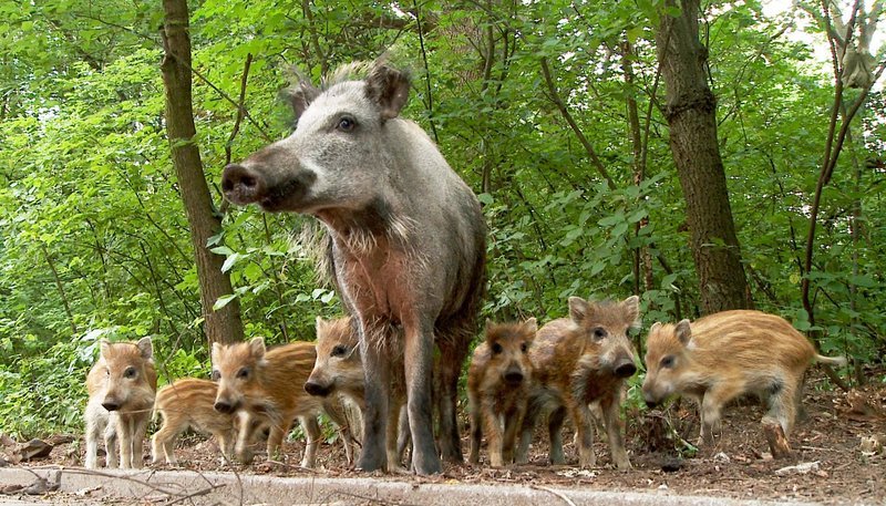 Bei den Wildschweinen gibt es eine feste Rangordnung. Die Leit-Bache führt die gesamte Familie an. Keiler, die männlichen Schweine, können bis zu 150kg schwer werden – Säue bis zu 100kg. – Bild: HR/​NDR/​NDR Naturfilm 2009