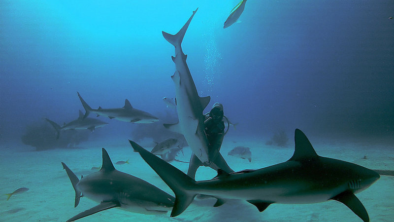 Neues aus der Hai-Society – Bild: WDR /​ © WDR/​Teschefilm