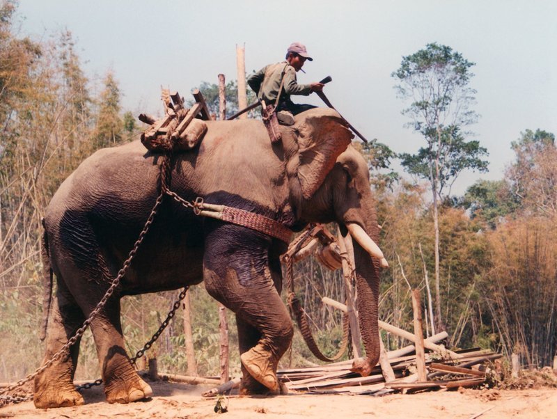Eine Arbeitseinheit – Elefant und Ouzi in voller Ausstattung. – Bild: BR Eine Arbeitseinheit – Elefant und Ouzi in voller Ausstattung. – Bild: BR
