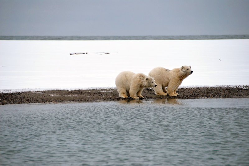 Polarbären in Alaska warten auf das Packeis. – Bild: ZDF / © Christopher Gerisch Polarbären in Alaska warten auf das Packeis. – Bild: ZDF / © Christopher Gerisch