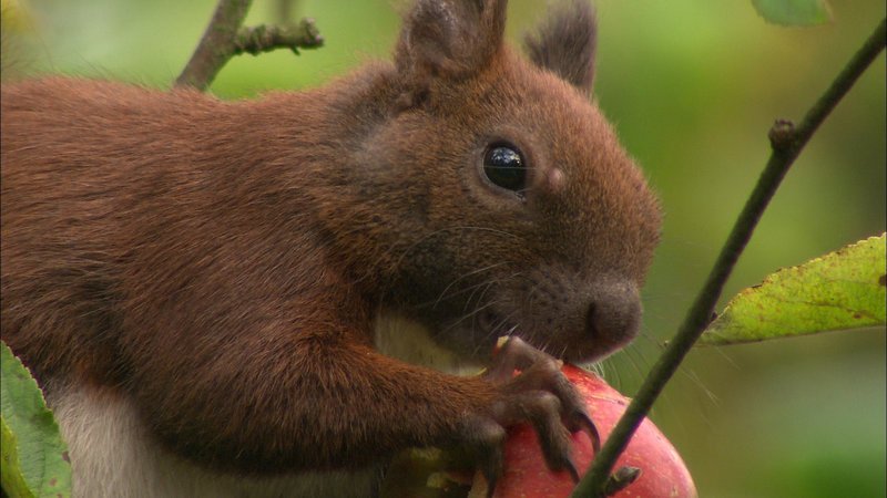 Gärten bieten kleinen Tieren wie Eichhörnchen eine gute Lebensgrundlage – Bild: Geo Television /​ © Thoralf