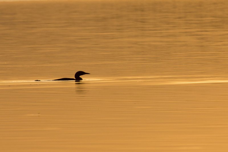 Wildes Karelien – Bild: MDR/​NDR/​Altayfilm/​Axel Gebauer