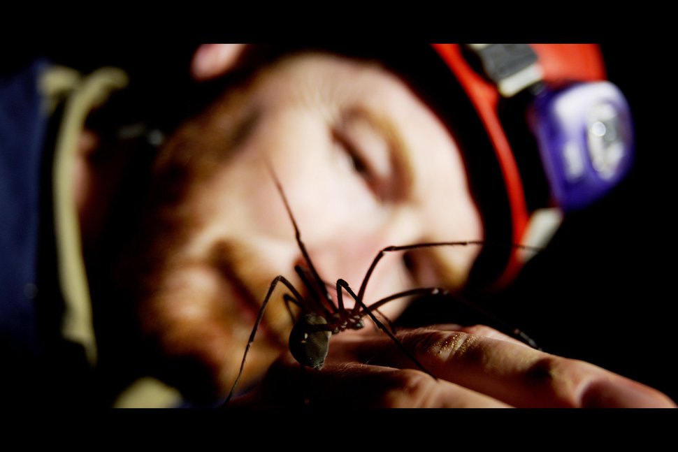 Filmemacher und Biologe Dr. Niall Doran von Angesicht zu Angesicht mit einer Tasmanischen Höhlenspinne – Bild: arte Filmemacher und Biologe Dr. Niall Doran von Angesicht zu Angesicht mit einer Tasmanischen Höhlenspinne – Bild: arte