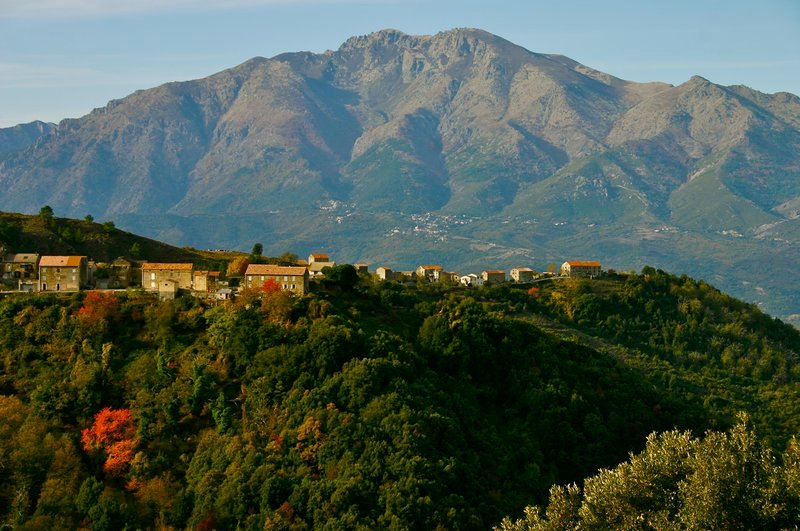 Korsika ist berühmt für die _Castagniccia_ _ die Region der Kastanienwälder. Seit über 6000 Jahren säumen die knorrigen Kastanienbäume die Berghänge. – Bild: GEO Television /​ MedienKon