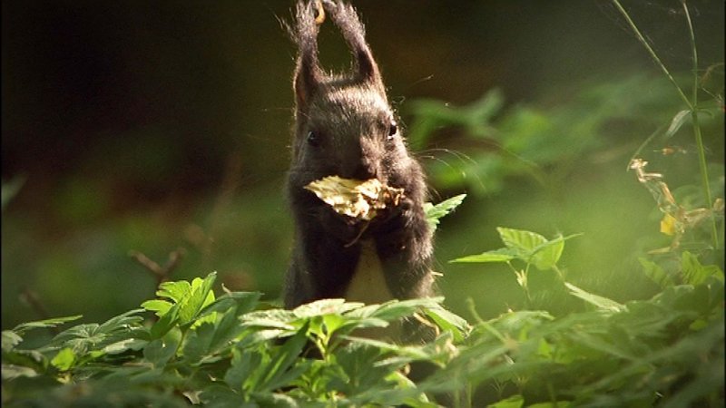 Eichhörnchen sammeln Samen und Früchten und vergraben sie als Wintervorrat im Waldboden. – Bild: Geo Television /​ Doclights