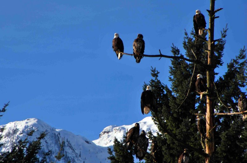 Weißkopfseeadler sind die Wappentiere der USA und in British Columbia zuhause. – Bild: ORF