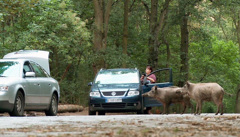 Viele Schaulustige bleiben stehen, sobald ein Wildschwein auftaucht. Durch das Füttern der Wildtiere werden die Wildschweine immer zutraulicher. Durch ungeeignete Nahrung verfetten die Tiere zunehmend. – Bild: NDR/NDR Naturfilm 2009 Viele Schaulustige bleiben stehen, sobald ein Wildschwein auftaucht. Durch das Füttern der Wildtiere werden die Wildschweine immer zutraulicher. Durch ungeeignete Nahrung verfetten die Tiere zunehmend. – Bild: NDR/NDR Naturfilm 2009