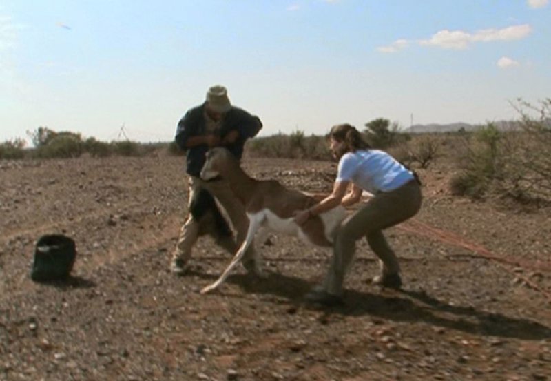 Gazellen - der große Sprung in die Sahara – Bild: ZDF und BR
