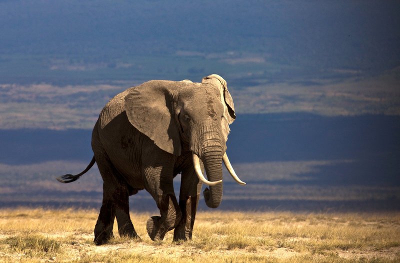 Elefant spaziert durch die Steppe – Amboseli – Kenya – Bild: ServusTV