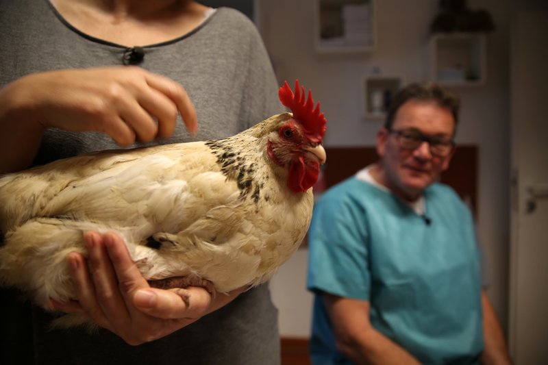 Praxis Dr. Dreesen - Ein Hof für Tiere Staffel 1 ...