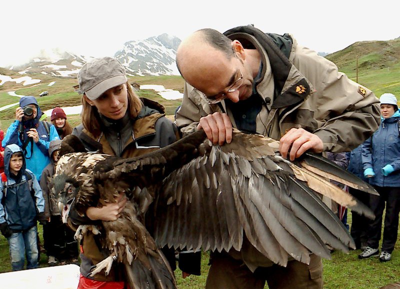 Ein junges Bartgeier-Weibchen, kurz vor der Auswilderung auf der Obwaldner Melchsee-Frutt. – Bild: ZDF und SRF Ein junges Bartgeier-Weibchen, kurz vor der Auswilderung auf der Obwaldner Melchsee-Frutt. – Bild: ZDF und SRF