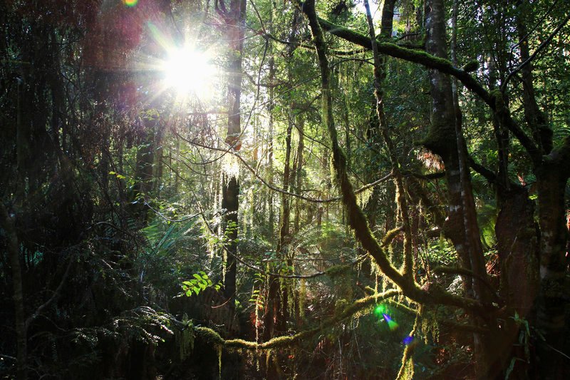 Weite Teile des Southwest Nationalparks in Tasmanien sind mit Regenwald bedeckt. – Bild: Terra Mater /​ Matt Hamilton /​ Terra Mater /​ Matt Hamilton