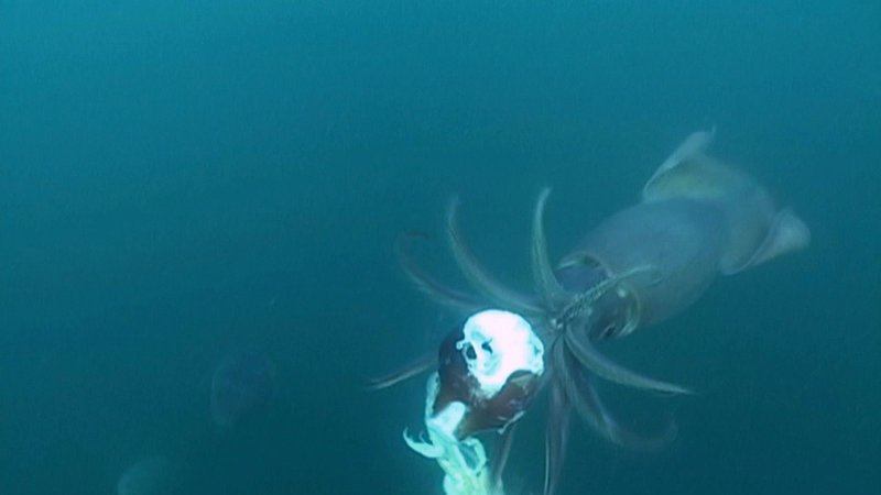 Legenden von riesigen Kraken ranken sich seit Jahrhunderten, doch es gibt nur wenige Zeugnisse wahrhaftiger Begegnungen. – Bild: N24 Doku