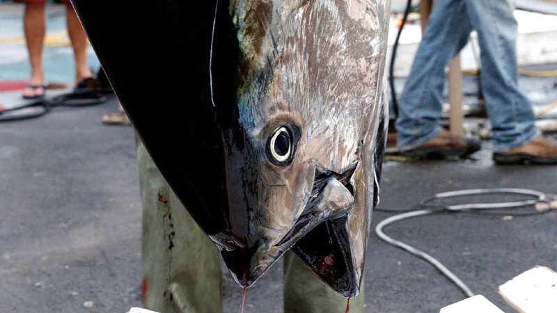 Toter Thunfisch – Bild: MG RTL D / © LG Gravitas V Toter Thunfisch – Bild: MG RTL D / © LG Gravitas V