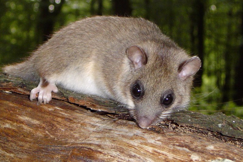 Im Wald der Kobolde – Bild: BR/​Markus Schmidbauer