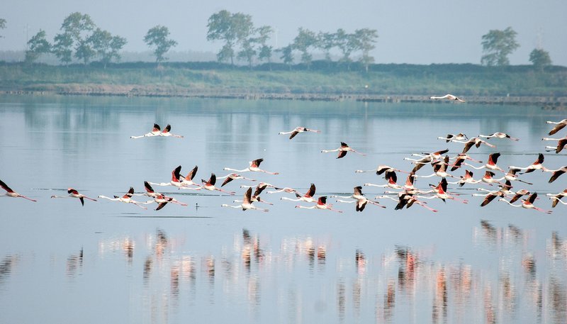 Flamingos in der Lagune von Venedig. Weitere Fotos erhalten Sie auf Anfrage. – Bild: NDR/​EPO Film