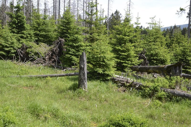 Ein neuer Wald entsteht – im Nationalpark Harz überlassen die Förster die Entwicklung weitestgehend sich selbst. Weitere Fotos erhalten Sie auf Anfrage. – Bild: NDR/​Blende8media UG/​Ralph Schieke