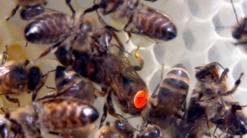 Im Celler Institut für Bienenkunde werden Königinnen gezüchtet. Eine Bienenkönigin legt bis zu 2.000 Eier am Tag. – Bild: NDR Im Celler Institut für Bienenkunde werden Königinnen gezüchtet. Eine Bienenkönigin legt bis zu 2.000 Eier am Tag. – Bild: NDR