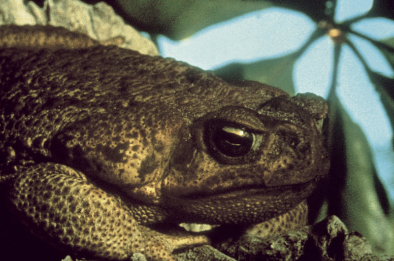 Frogs - Killer aus dem Sumpf – Bild: METRO GOLDWYN MAYER Frogs - Killer aus dem Sumpf – Bild: METRO GOLDWYN MAYER