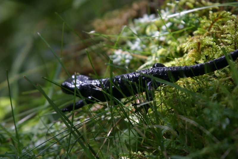 Jahrhundertealte Ahornbäume sind der Stolz im Naturschutzgebiet Ahornboden, dem geschlossensten Waldgebiet der Nordalpen an der Grenze zwischen Bayern und Tirol im Karwendel. Auch eine reichhaltige Fauna, wie dieser Alpensalamander, ist hier zuhause. – Bild: BR/Udo A. Zimmermann Jahrhundertealte Ahornbäume sind der Stolz im Naturschutzgebiet Ahornboden, dem geschlossensten Waldgebiet der Nordalpen an der Grenze zwischen Bayern und Tirol im Karwendel. Auch eine reichhaltige Fauna, wie dieser Alpensalamander, ist hier zuhause. – Bild: BR/Udo A. Zimmermann