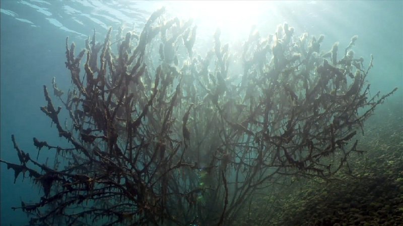Unterwasserpflanze. – Bild: ORF