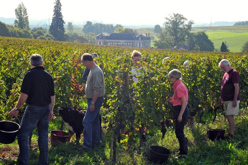 Gastgeber Wilfried Franc de Ferriére zusammen mit seinen Gästen bei der Weinernte. – Bild: ZDF und SWR/​Norbert Bandel