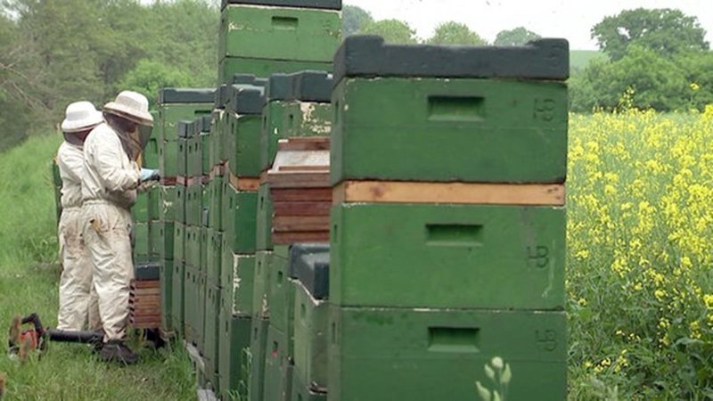 Imker bringen Bienenstöcke gezielt zu den gewünschten Futterquellen – wie hier zu einem Rapsfeld. – Bild: ORF